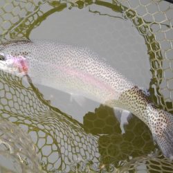 大安トラウトレイク 釣果